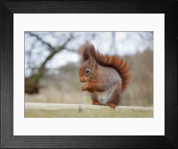 Framed Print : Red Squirrel - feeding - UK Framed Print : Red Squirrel - feeding - UK