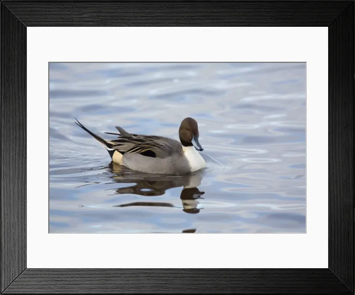 Framed Print : Pintail - drake in winter - UK Framed Print : Pintail - drake in winter - UK
