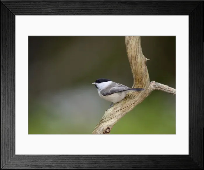 Framed Print : Willow Tit - UK Framed Print : Willow Tit - UK