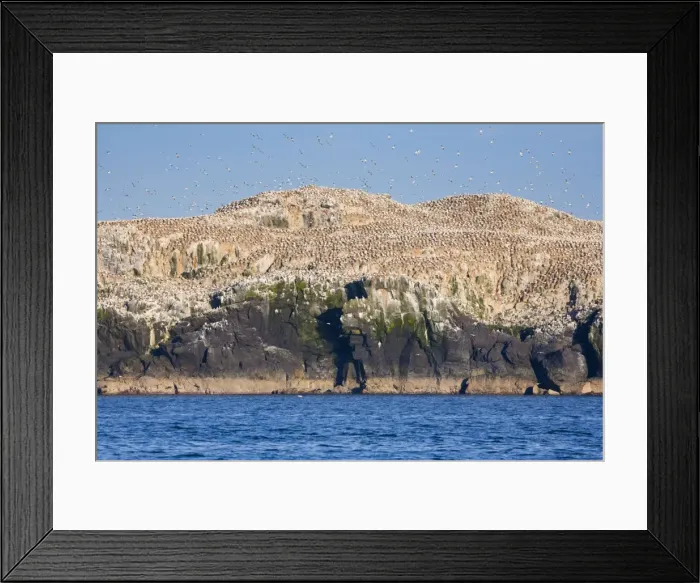 Framed Print : Gannets - in flight and on rocks - Grassholm, Wales, UK Framed Print : Gannets - in flight and on rocks - Grassholm, Wales, UK