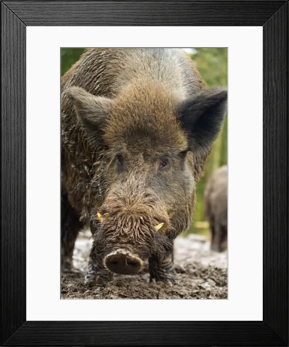 Framed Print : Wild Boar - controlled conditions - UK Framed Print : Wild Boar - controlled conditions - UK