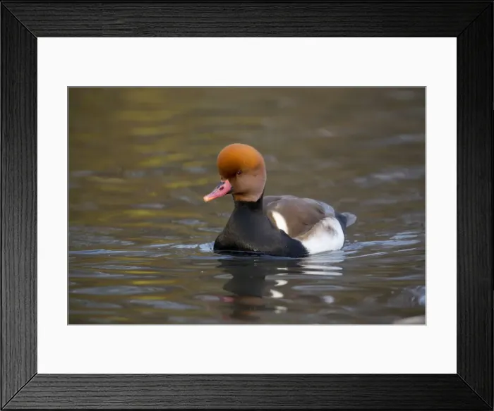 Framed Print : Red Crested Pochard - drake in winter - UK Framed Print : Red Crested Pochard - drake in winter - UK