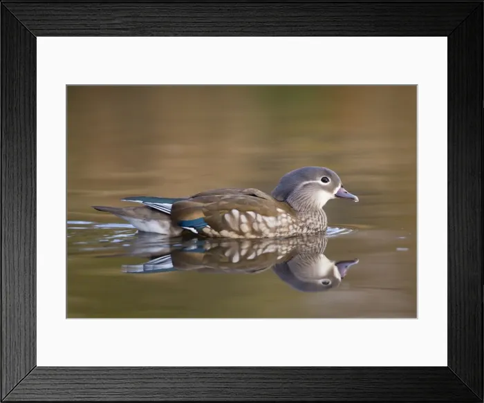 Framed Print : Mandarin Duck - winter - UK Framed Print : Mandarin Duck - winter - UK
