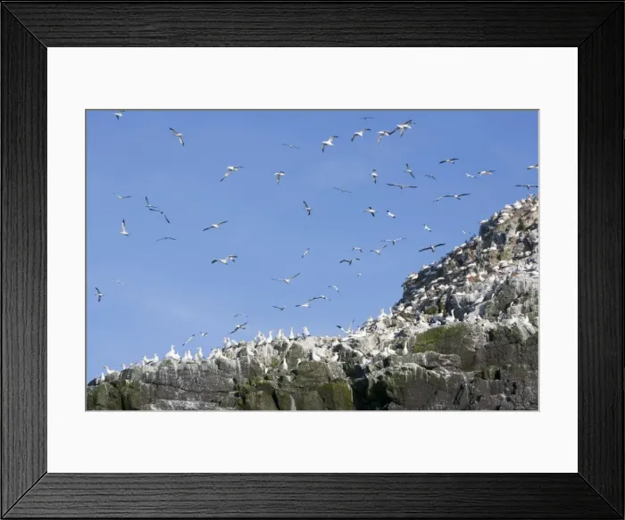 Framed Print : Gannets - in flight and on rocks - Grassholm, Wales, UK Framed Print : Gannets - in flight and on rocks - Grassholm, Wales, UK