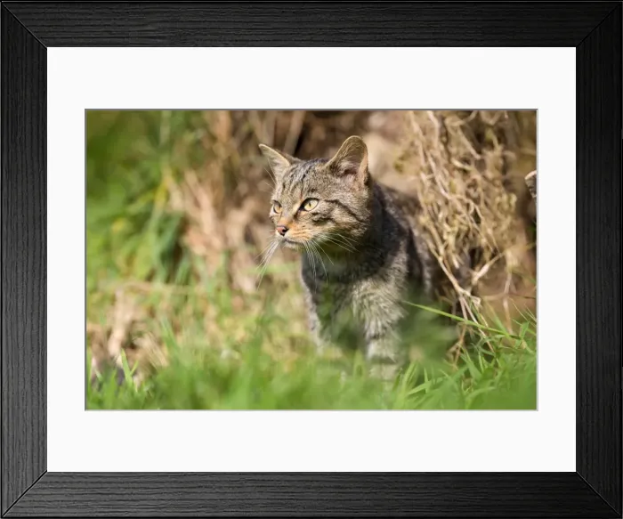Framed Print : Wild Cat - UK Framed Print : Wild Cat - UK