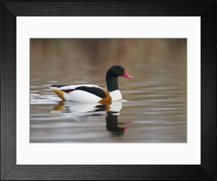 Framed Print : Shelduck - winter - UK Framed Print : Shelduck - winter - UK
