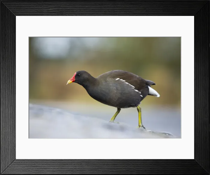 Framed Print : Moorhen - winter - UK Framed Print : Moorhen - winter - UK