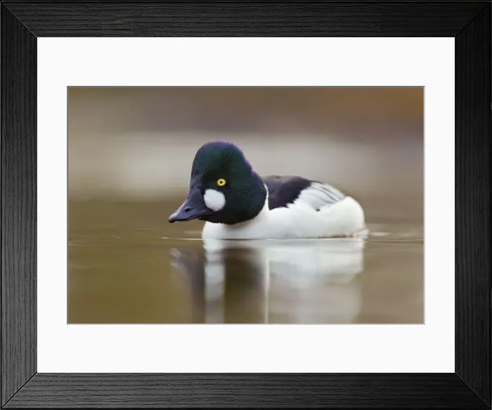 Framed Print : Goldeneye - drake in winter - UK