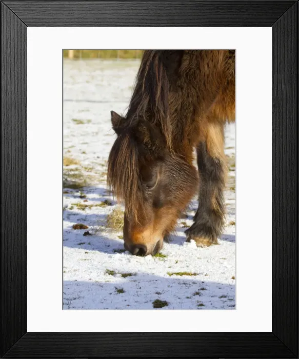 Framed Print : Pony - feeding in the winter snow - UK Framed Print : Pony - feeding in the winter snow - UK