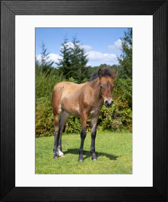Framed Print : Dartmoor Pony - foal - Devon, UK Framed Print : Dartmoor Pony - foal - Devon, UK