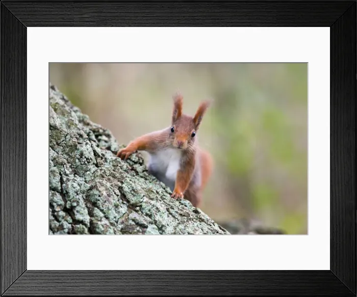 Framed Print : Red Squirrel - on tree trunk - UK Framed Print : Red Squirrel - on tree trunk - UK