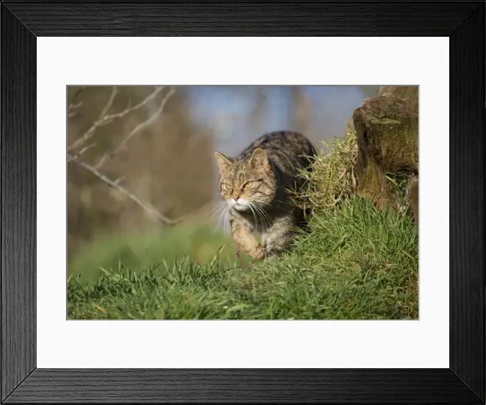 Framed Print : Wild Cat - UK Framed Print : Wild Cat - UK
