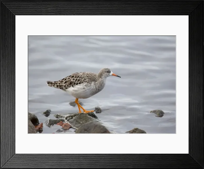 Framed Print : Ruff - winter - UK Framed Print : Ruff - winter - UK