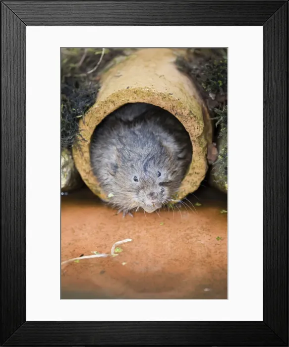 Framed Print : Water Vole - emerging from drain pipe - UK Framed Print : Water Vole - emerging from drain pipe - UK