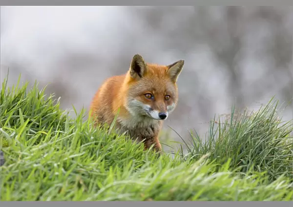 Red Fox - UK