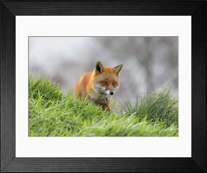 Framed Print : Red Fox - UK Framed Print : Red Fox - UK