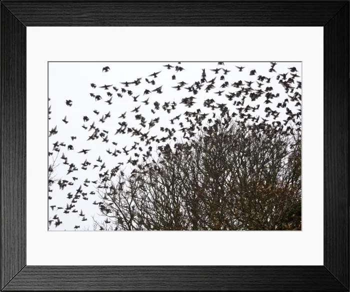 Framed Print : Starlings - flock in tree - Winter - Cornwall, UK Framed Print : Starlings - flock in tree - Winter - Cornwall, UK