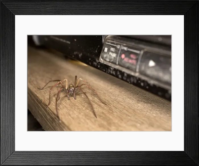 Framed Print : Spider - on shelf - UK Framed Print : Spider - on shelf - UK