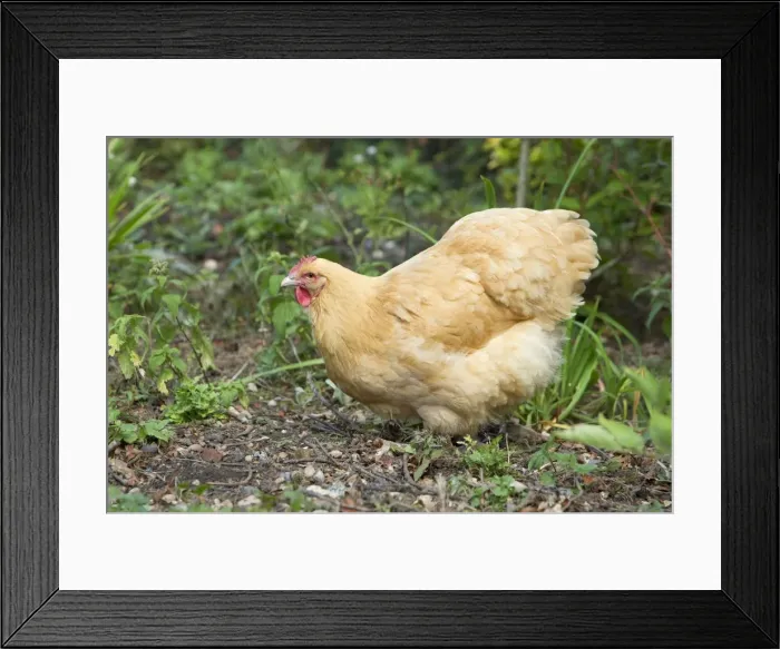 Framed Print : Orpington Buff Domestic chicken breed Essex, UK BI021195 Framed Print : Orpington Buff Domestic chicken breed Essex, UK BI021195