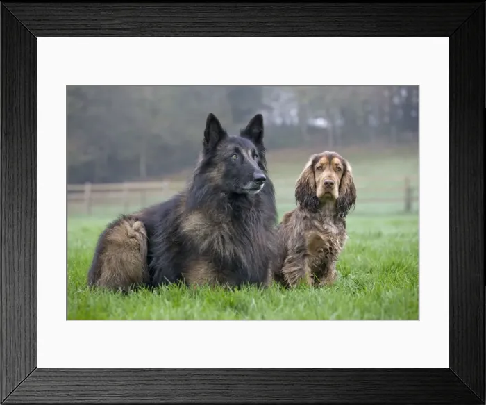 Framed Print : Dog - Belgian Shepherd Tervuren with English Cocker Spaniel Framed Print : Dog - Belgian Shepherd Tervuren with English Cocker Spaniel