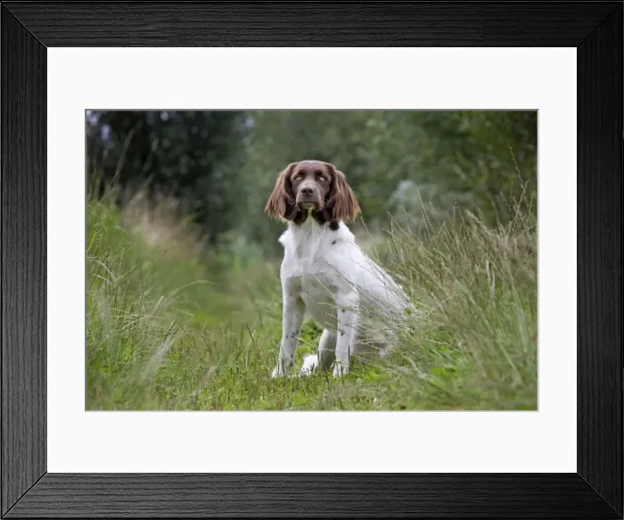 Framed Print : Dog - Dutch Partridge Dog / Drentsche Patrijshond Framed Print : Dog - Dutch Partridge Dog / Drentsche Patrijshond