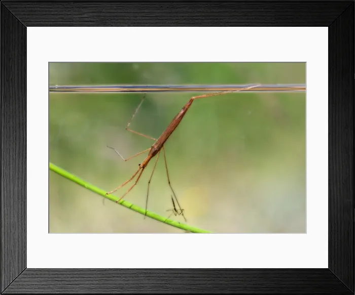 Framed Print : Water Stick Insect - UK Framed Print : Water Stick Insect - UK