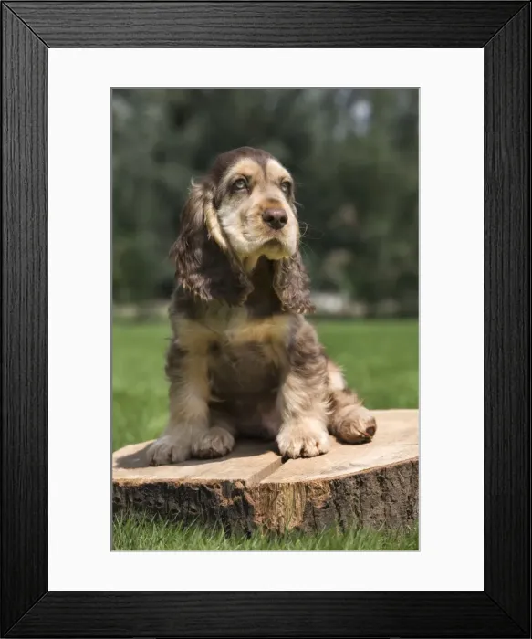 Framed Print : Dog - English Cocker Spaniel - puppy in garden Framed Print : Dog - English Cocker Spaniel - puppy in garden