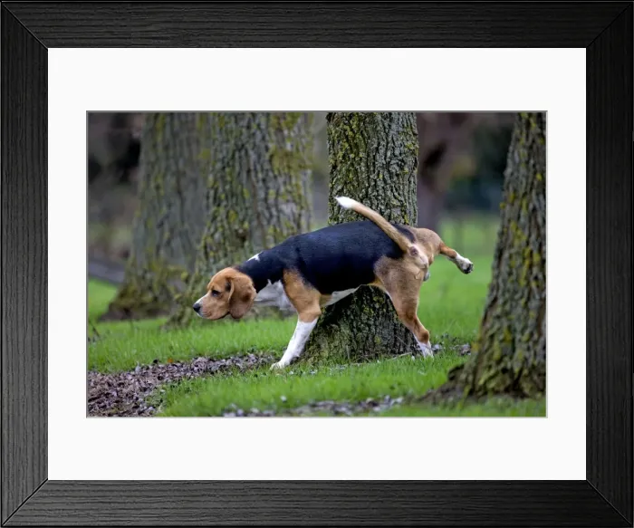 Framed Print : Dog - Beagle dog - urinating Framed Print : Dog - Beagle dog - urinating