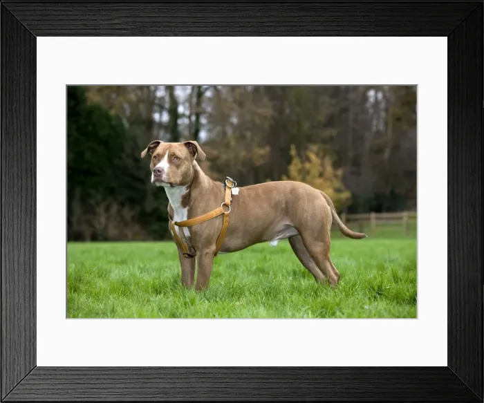 Framed Print : Dog - American Staffordshire Terrier - wearing harness Framed Print : Dog - American Staffordshire Terrier - wearing harness