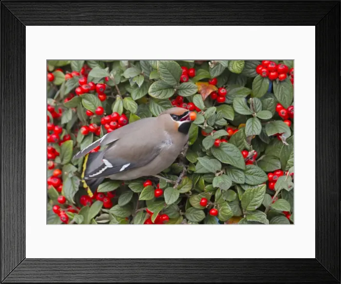 Framed Print : Waxwing - eating a berry in winter - Falmouth, Cornwall, UK