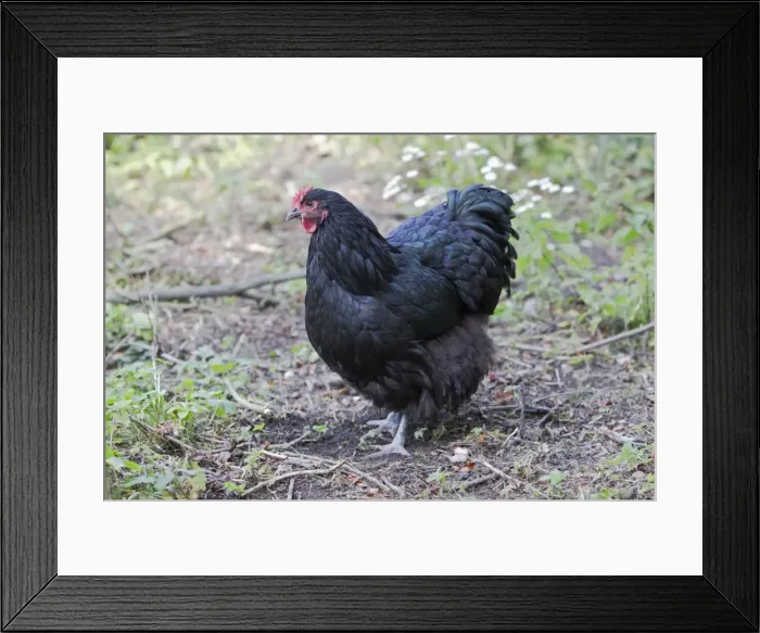 Framed Print : Orpington Black Domestic chicken breed Essex, UK BI021190 Framed Print : Orpington Black Domestic chicken breed Essex, UK BI021190