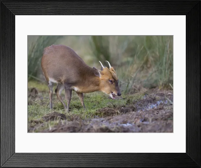 Framed Print : Muntjac Deer - male - UK Framed Print : Muntjac Deer - male - UK