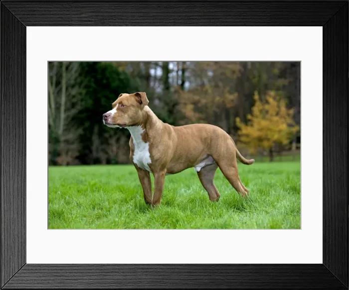 Framed Print : Dog - American Staffordshire Terrier Framed Print : Dog - American Staffordshire Terrier
