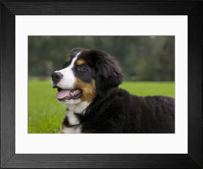 Framed Print : Dog - Bernese Mountain Dog - puppy Framed Print : Dog - Bernese Mountain Dog - puppy