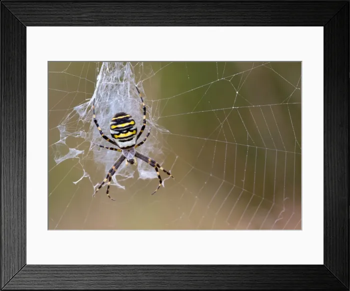 Framed Print : Wasp Spider - in web - UK Framed Print : Wasp Spider - in web - UK