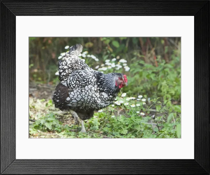 Framed Print : Wyandotte Silver Laced Domestic chicken breed Essex, UK BI021206 Framed Print : Wyandotte Silver Laced Domestic chicken breed Essex, UK BI021206