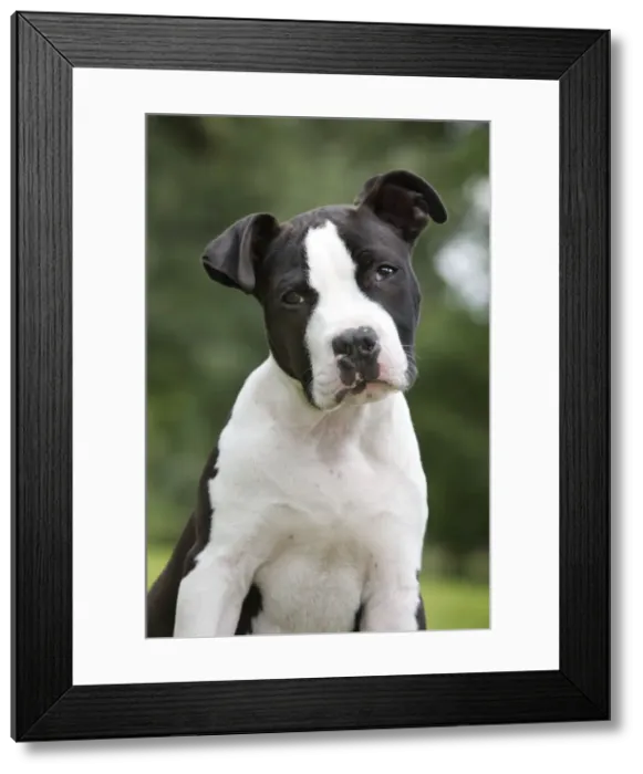Framed Print : Dog - American Staffordshire Terrier puppy Framed Print : Dog - American Staffordshire Terrier puppy