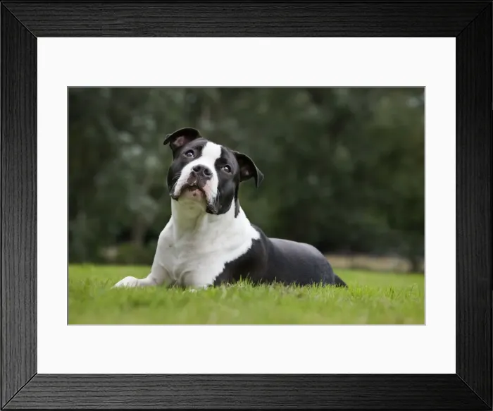 Framed Print : Dog - American Staffordshire Terrier puppy Framed Print : Dog - American Staffordshire Terrier puppy