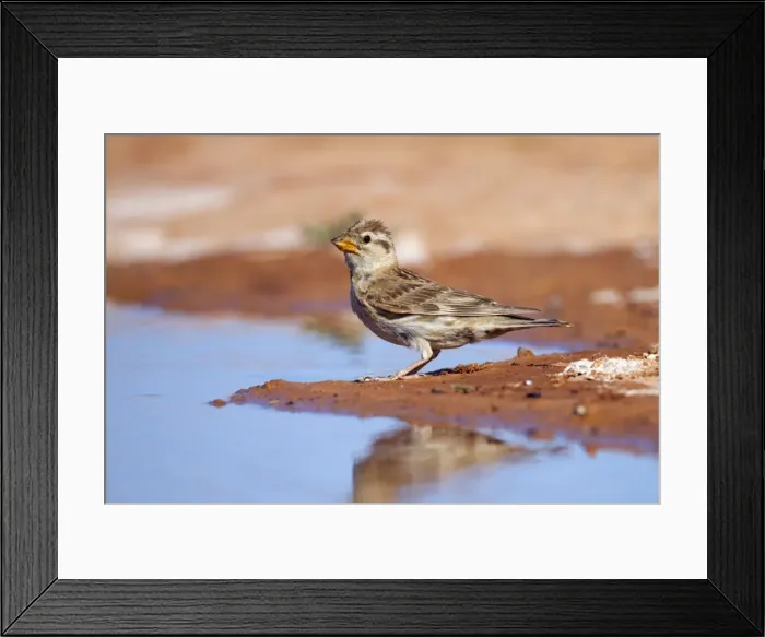Framed Print : Rock Sparrow - at pool - Spain Framed Print : Rock Sparrow - at pool - Spain