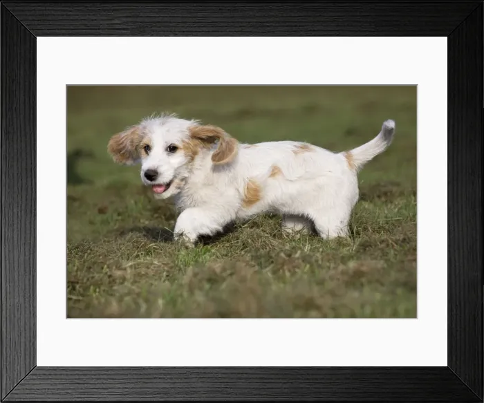 Framed Print : Dog - Basset Griffon vendeen - puppy Framed Print : Dog - Basset Griffon vendeen - puppy