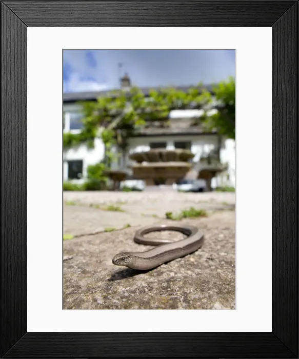 Framed Print : Slow Worm - in garden - Cornwall, UK