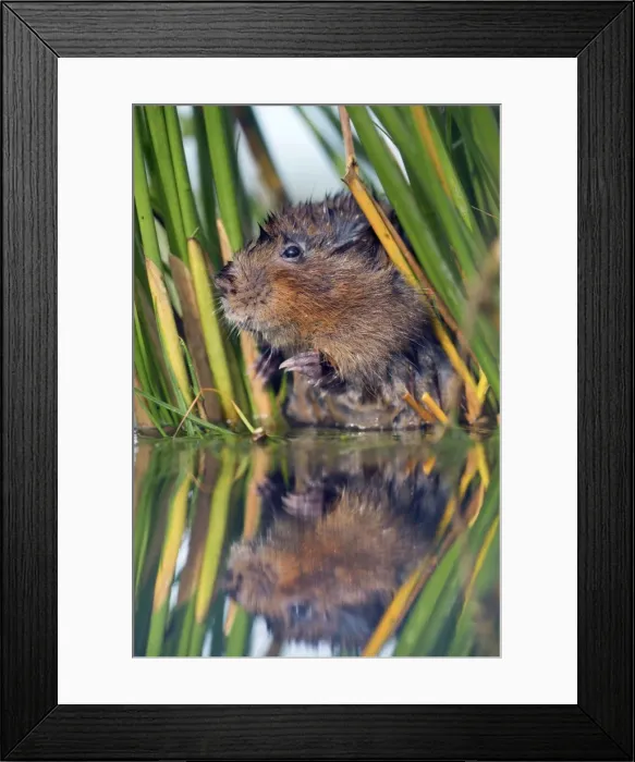 Framed Print : Water Vole - in reeds by water - UK Framed Print : Water Vole - in reeds by water - UK