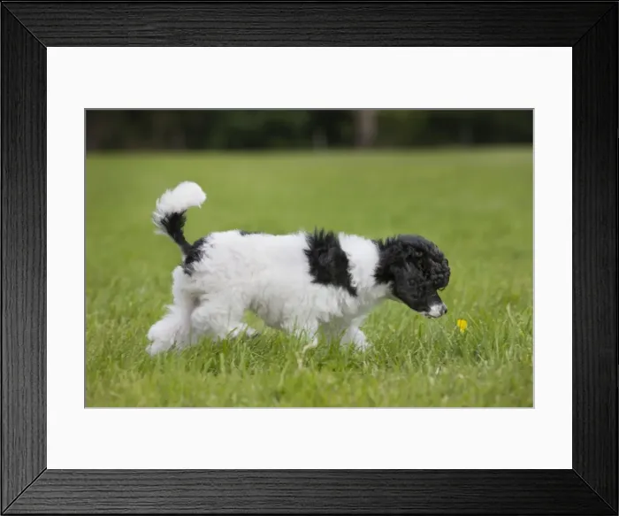 Framed Print : Dog - Harlequin Poodle - puppy Framed Print : Dog - Harlequin Poodle - puppy
