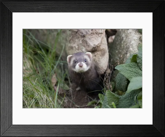 Framed Print : Polecat - UK Framed Print : Polecat - UK