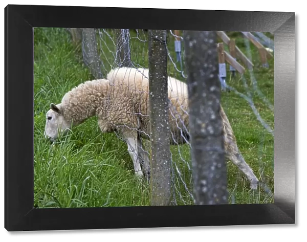 Sheep - poking head through hole in fence to graze