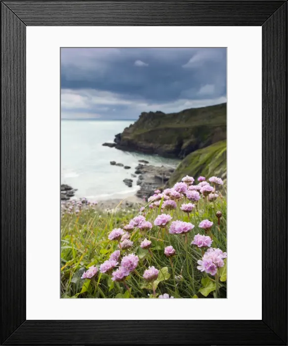 Framed Print : Prussia Cove - with Thrift in foreground - Cornwall, UK