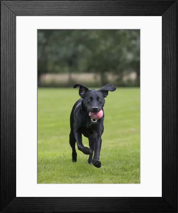 Framed Print : Dog - Black Labrador - playing in garden with ball Framed Print : Dog - Black Labrador - playing in garden with ball