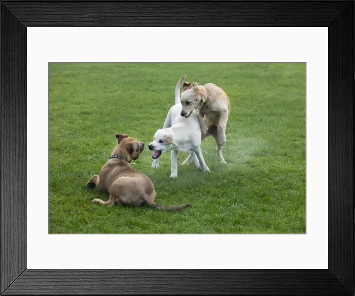 Framed Print : Dogs - 3 pups playing in garden Framed Print : Dogs - 3 pups playing in garden