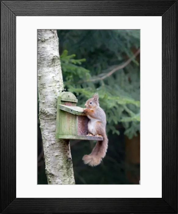 Framed Print : Red Squirrel - at feeder - Scotland - UK Framed Print : Red Squirrel - at feeder - Scotland - UK