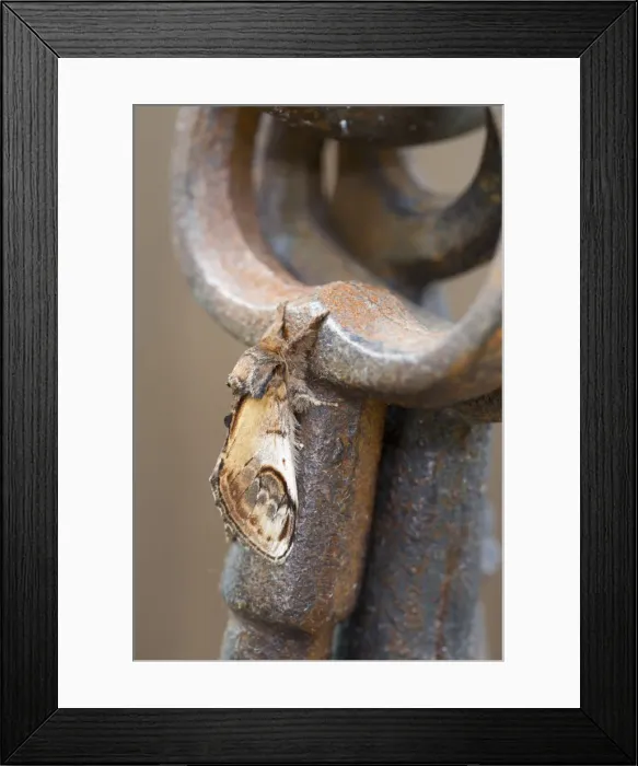Framed Print : Pebble Prominent Moth - Cornwall - UK Framed Print : Pebble Prominent Moth - Cornwall - UK